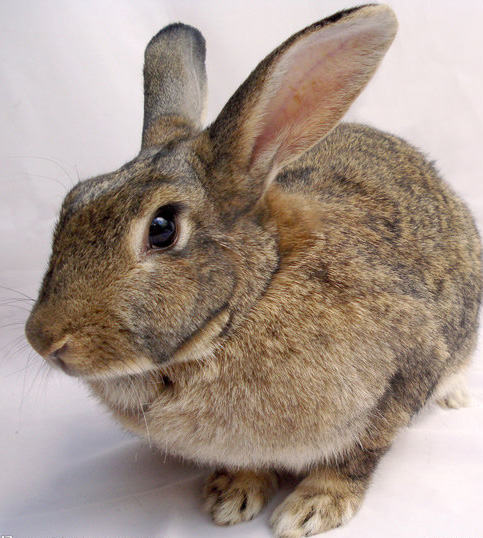 兔子的寿命一般多长时间