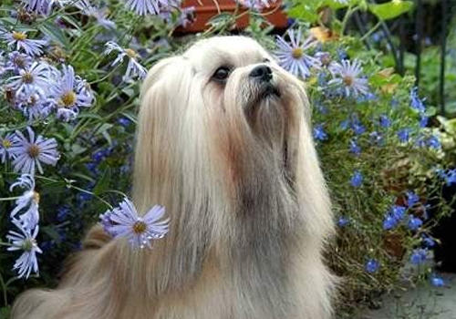 狗狗呕吐怎么办 狗狗呕吐怎么办