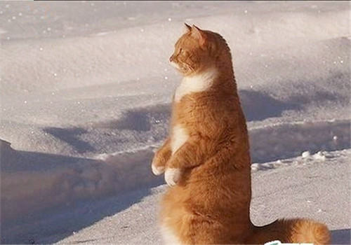 如何训练猫咪站起来接食物