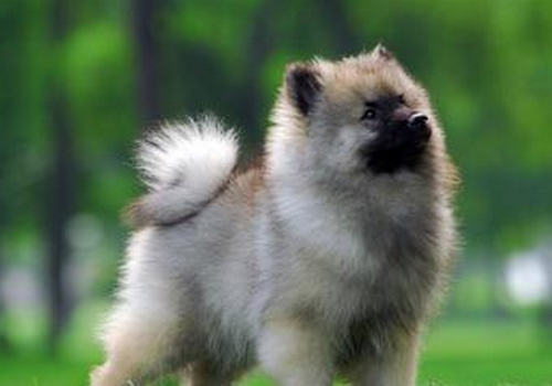 影响狗狗胃口的原因有哪些