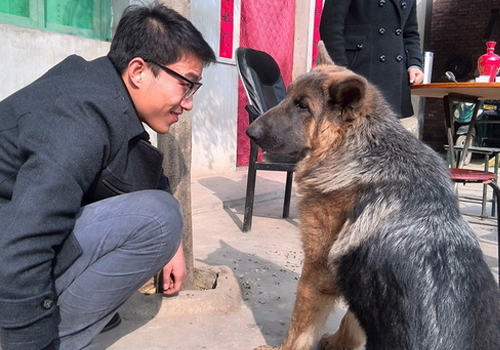 怎样正确地与狗狗对视