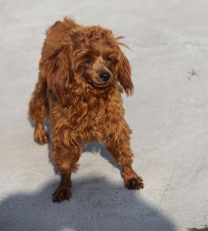 怎样治疗狗狗胃肠炎