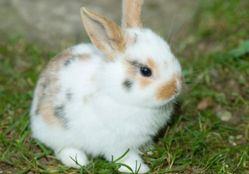 为何刚断奶的幼兔易患病和死亡