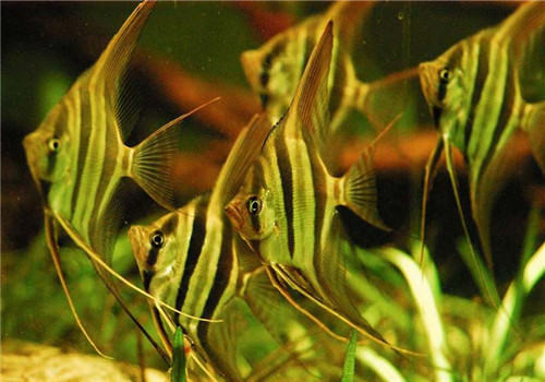 水族箱中降低水硬度的几大方法 水族箱中降低水硬度的几大方法