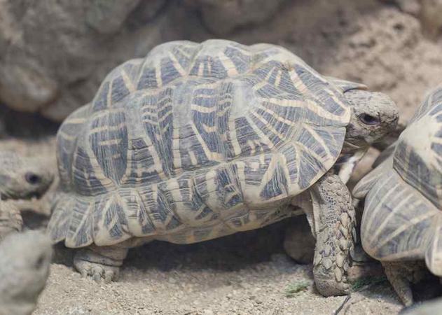 印度星龟的呼吸系统易患疾病
