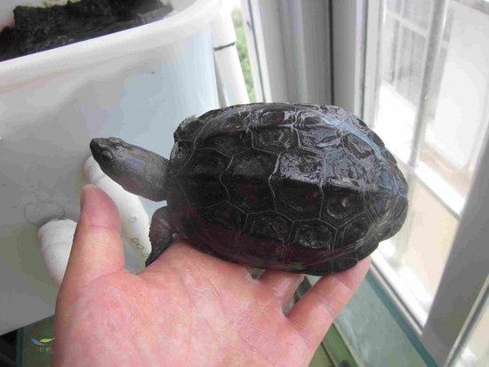 给新手讲讲何谓“墨龟”