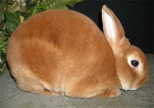 不要使用石棉瓦建造兔舍