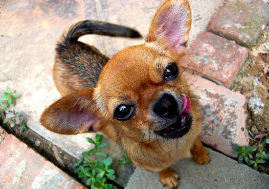 吉娃娃饮食方面要注意什么 吉娃娃饮食方面要注意什么