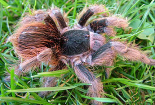 巴西橙间食鸟的喂食要点