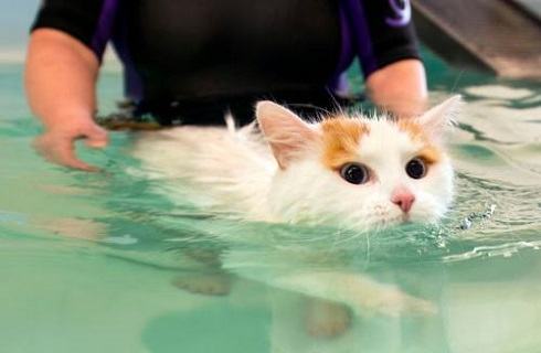 如何辨别土耳其梵猫?土耳其梵猫特点 如何辨别土耳其梵猫?土耳其梵猫特点