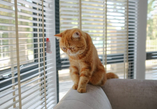 不同猫咪应该吃不同猫粮吗