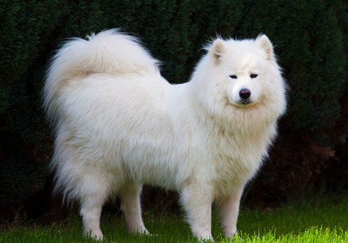 怎么检查流浪狗狗是否健康？