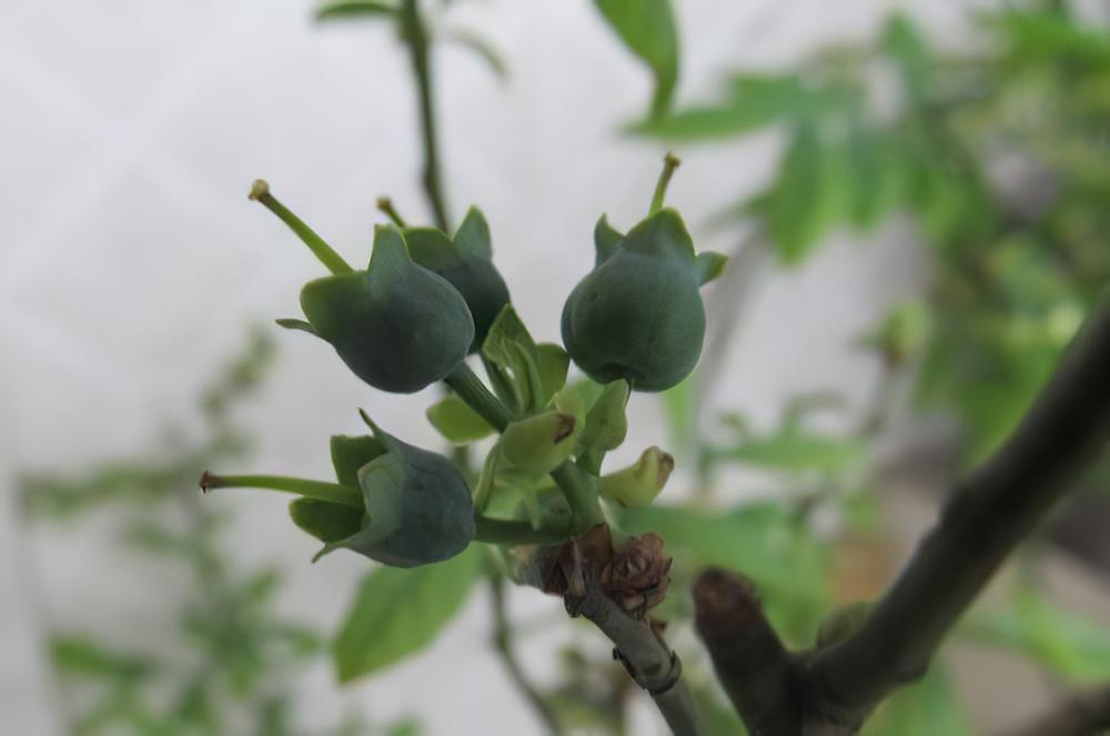 辨别蓝莓是否授粉完成