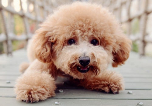 泰迪犬有蛀牙怎么办 泰迪犬有蛀牙怎么办