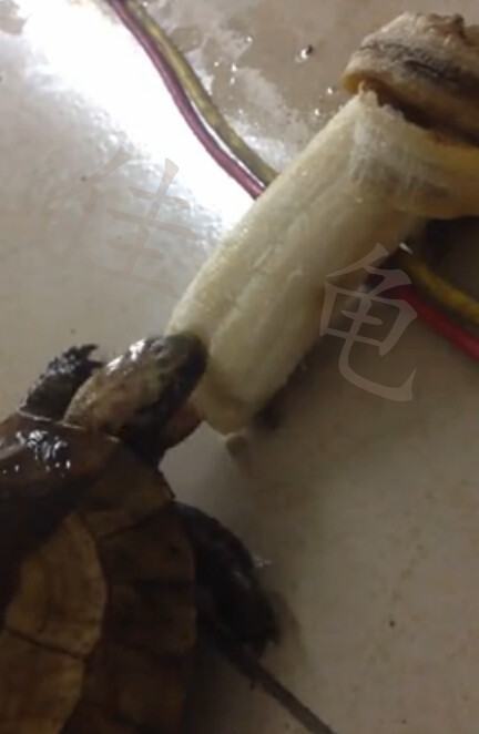 两例黄额闭壳龟调理开食报告