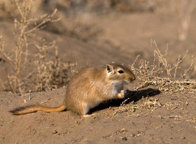 沙鼠与养仓鼠有什么不同