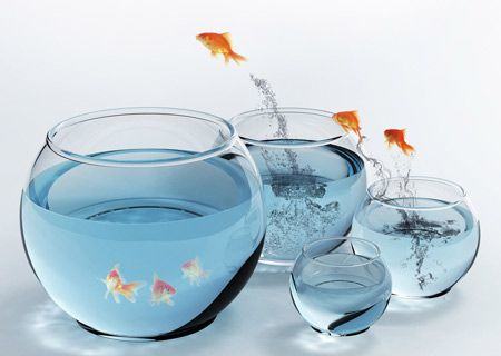 办公室养风水鱼的建议