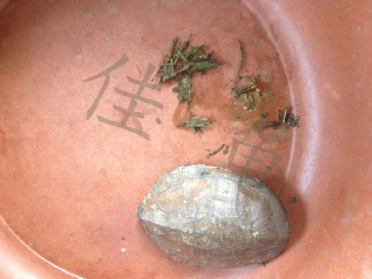 一例四眼斑龟的调理开食案例 一例四眼斑龟的调理开食案例