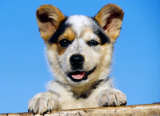 狗狗换牙期是什么时候 狗狗换牙期是什么时候