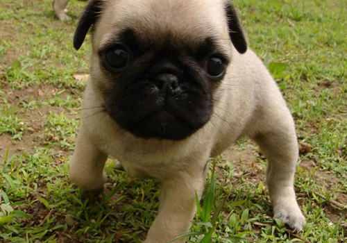 不同阶段的巴哥犬该如何喂养