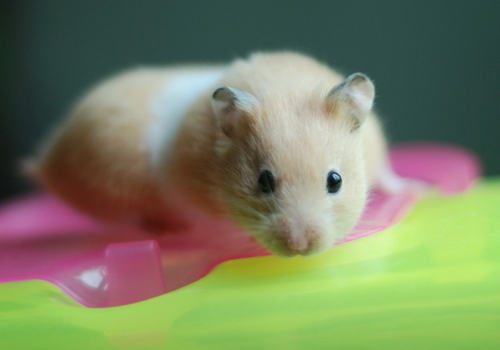 仓鼠肠道问题可以用什么