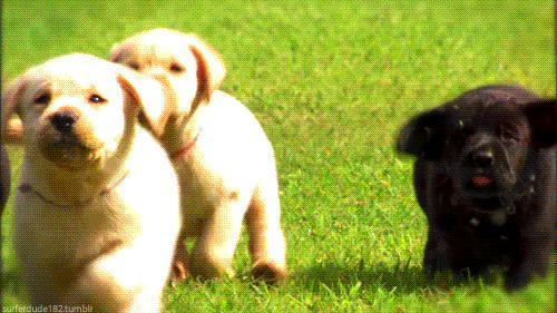 幼犬饲养的注意事项都有哪些，幼犬如何饲养