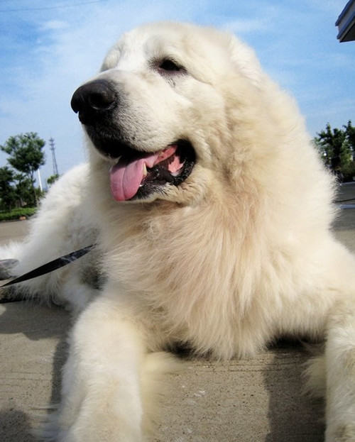 怎么训练狗狗戴项圈