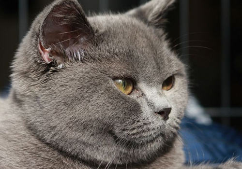 如何治疗猫卵泡囊肿
