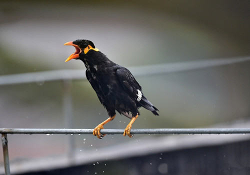 笼养鹩哥能活多久？