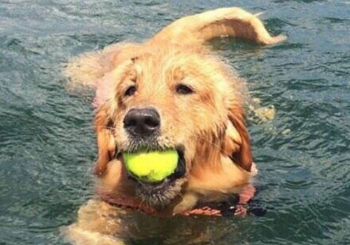 金毛犬最最正确的管理方法你知道吗?