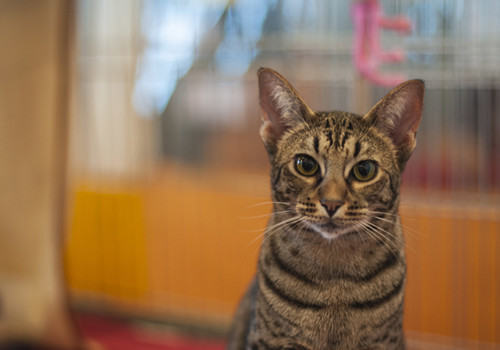 猫多大可以吃猫草