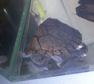 水龟类宠物龟正常蜕皮与几种常见皮肤病的鉴别诊断 水龟类宠物龟正常蜕皮与几种常见皮肤病的鉴别诊断