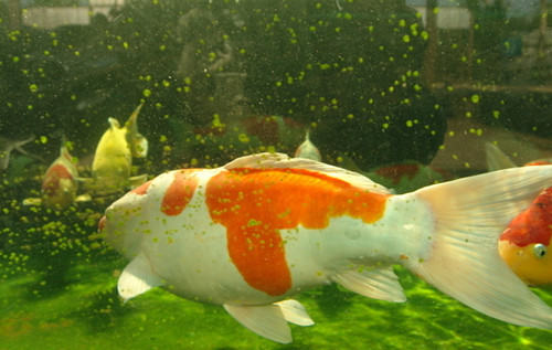 锦鲤的食欲和水温的关系 锦鲤的食欲和水温的关系