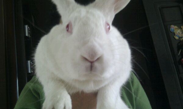 如何确定你的兔兔得了大肠杆菌病