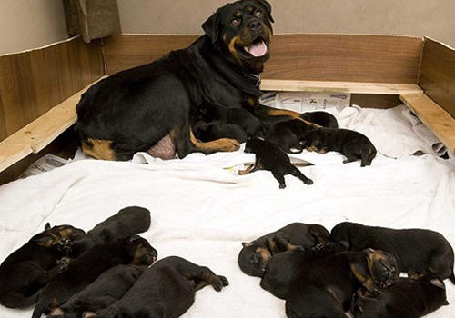 产后母犬不进食怎么办