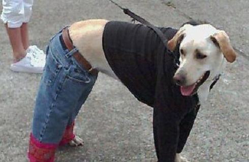 狗狗冬天应该穿衣服吗？狗狗穿衣服好不好？