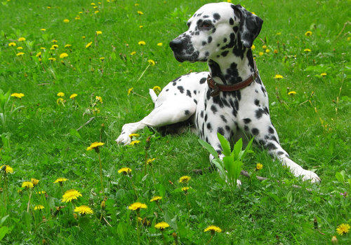 狗狗皮肤病检查前的注意事项