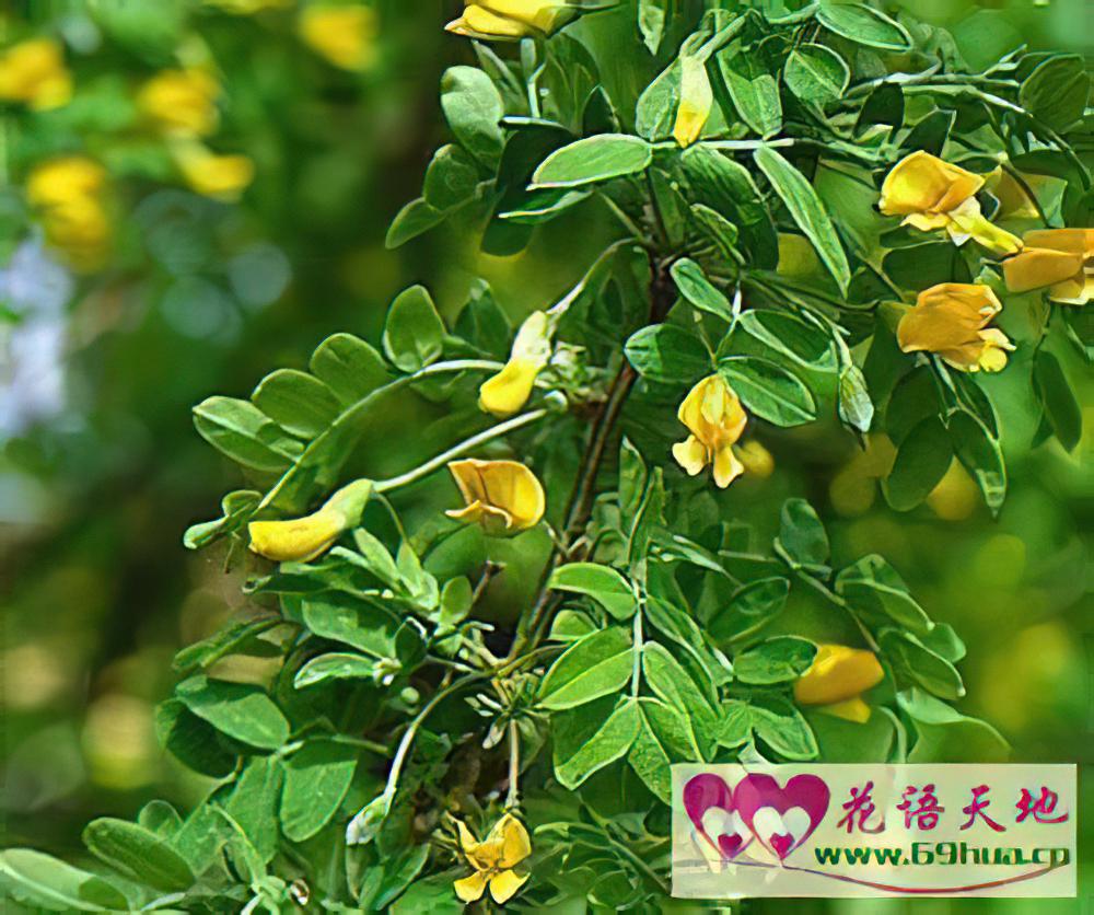 金雀花的花语：幽雅整洁