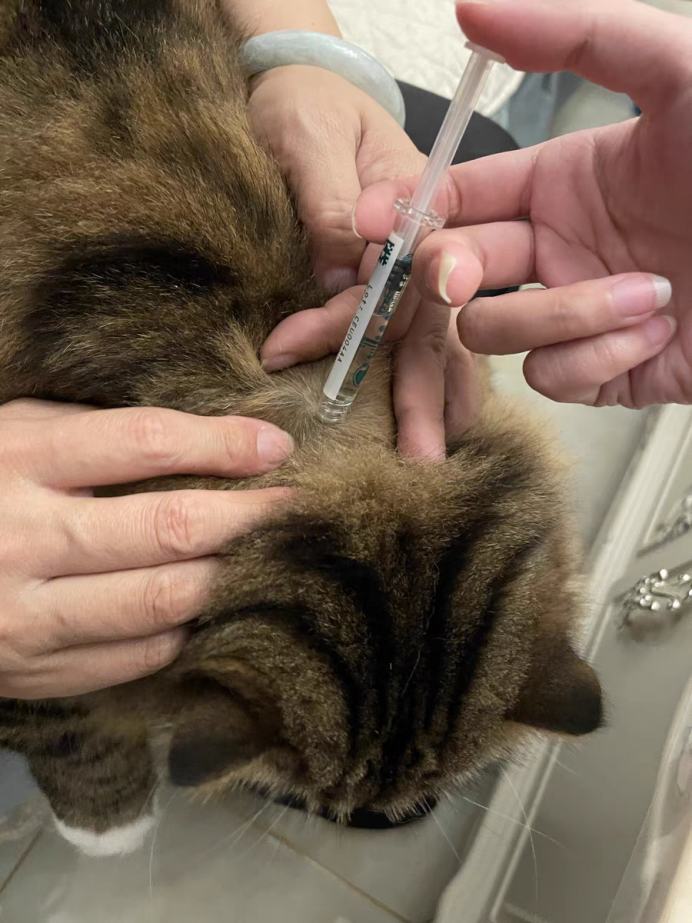猫咪驱虫怎么做？超详细驱虫方式讲解！