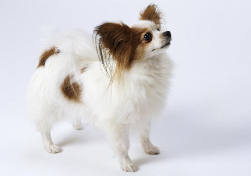 蝴蝶犬几个月掉牙