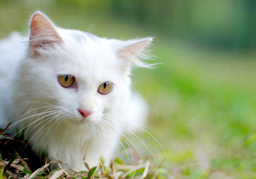 给猫咪刷牙可预防口臭