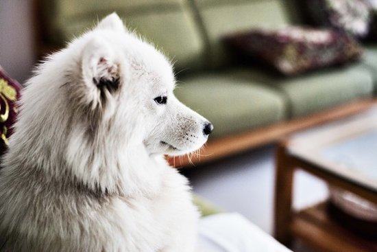 犬的膀胱炎和尿道炎的治疗 犬的膀胱炎和尿道炎的治疗