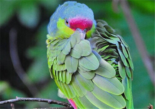紫冠亚马逊鹦鹉的品种简介