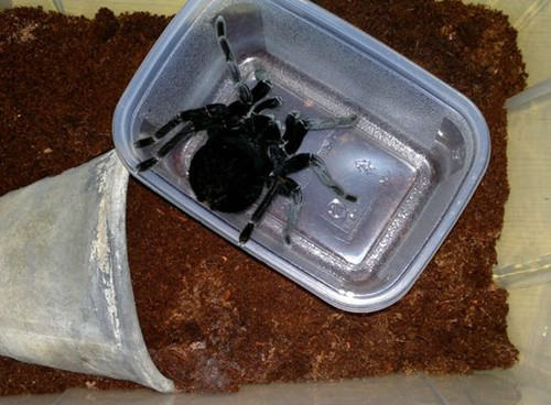玻利维亚钢铁蓝的喂食要点