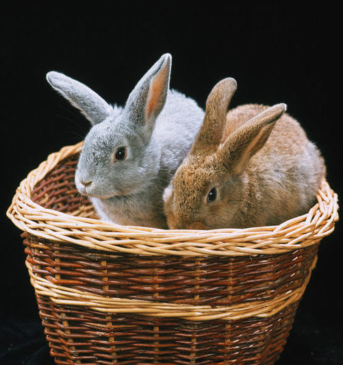 使用青饲料喂养兔子的好处 使用青饲料喂养兔子的好处