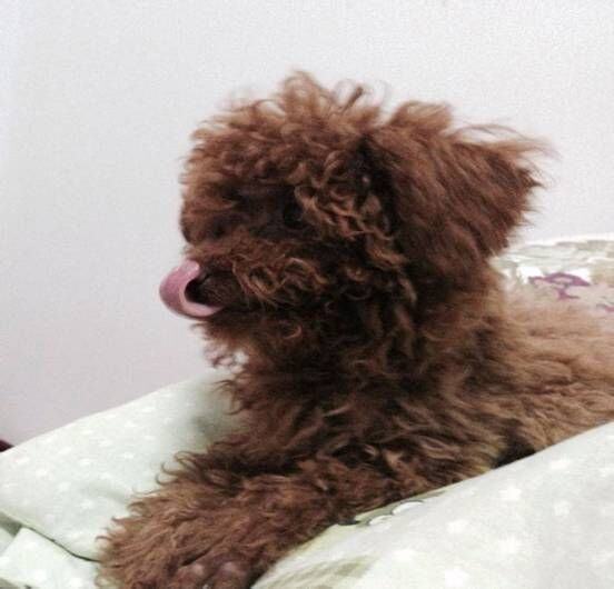 犬慢性肾功能衰竭的诊疗体会 犬慢性肾功能衰竭的诊疗体会