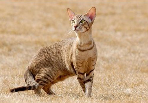 猫咪腹泻的处理方法