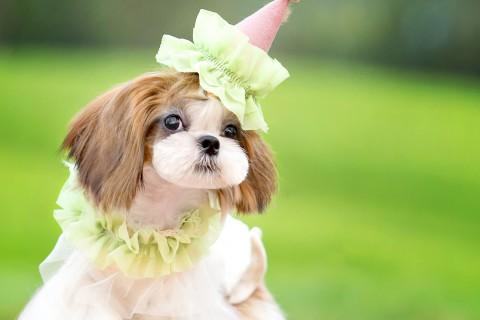 西施犬好养吗?西施犬怎么养? 西施犬好养吗?西施犬怎么养?