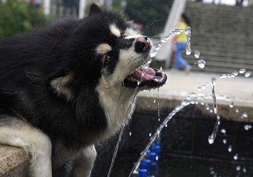 狗狗饮水的注意事项都有哪些？