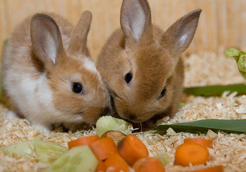 兔子便便为什么会带尖